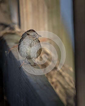 Birds Swamp Sparrow, Reelfoot Lake State Park, Tennessee during Winter