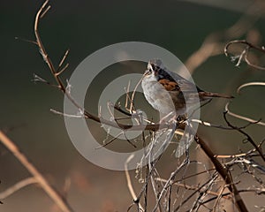 Birds Swamp Sparrow, Reelfoot Lake State Park, Tennessee during Winter