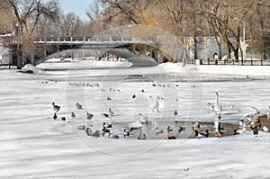 Birds swim in a pond in winter