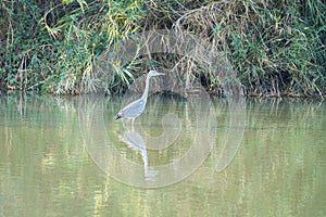 Birds swimming in the water