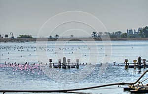 Birds swimming in the water