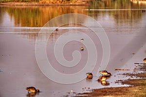 Birds swimming in the water