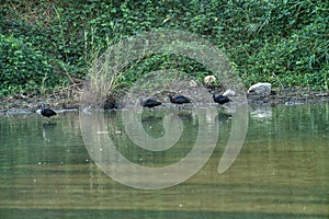 Birds swimming in the water