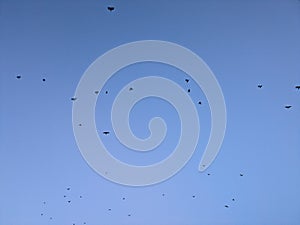 Birds take flight against a canvas of clear blue sky