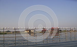 The birds taking a break