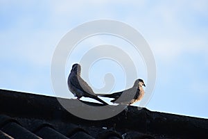 Birds are taking sunbath