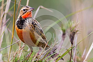 Birds of tanzania