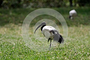 Birds of tanzania