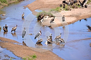 Birds of tanzania