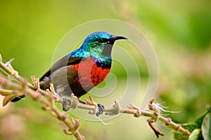 Birds of Tanzania photo