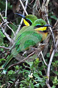 Birds of Tanzania photo