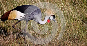 Birds of Tanzania photo