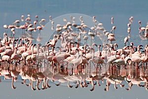 Birds of Tanzania photo