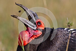 Birds of tanzania photo