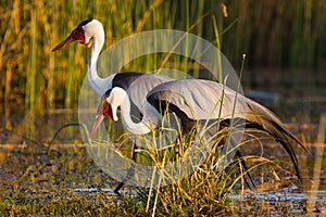 Birds of tanzania photo