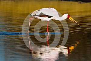 Birds of tanzania photo