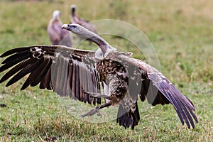 Birds of tanzania photo