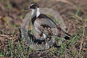 Birds of tanzania photo