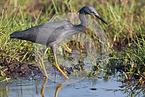 Birds of tanzania photo