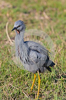 Birds of tanzania photo