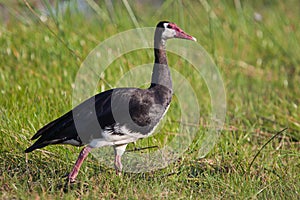 Birds of tanzania photo