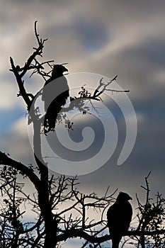 Birds of tanzania photo