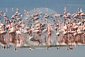 Birds of tanzania photo