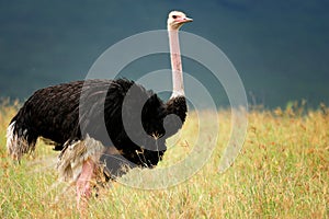 Birds of tanzania photo