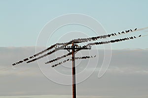 Birds on a Telegraph Pole