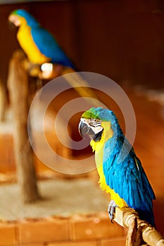 Birds Of Thailand. Blue Yellow Macaw Parrot. Animals Of Asia. photo