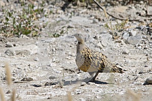 Birds in their natural environment and in their environment.