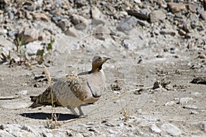 Birds in their natural environment and in their environment.