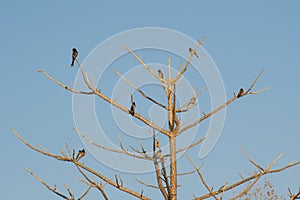 Birds on Thorny Tree