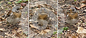 Birds of thrushes, the fieldfares