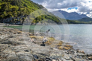 Birds at Tierra del Fuego National Park in Patagonia - Ushuaia, Tierra del Fuego, Argentina