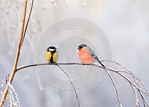 birds titmouse and bullfinch are sitting on a branch nearby in the winter holiday park