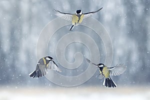 Three birds tits fly in the winter garden under the falling snow photo