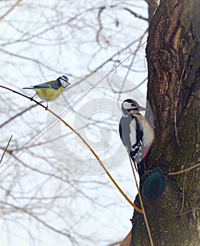 Birds tomtit and ouzel on the tree in winter forest