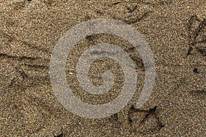 Birds Tracks in the Sand Trace Ground