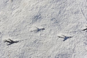 Birds tracks on white snow in winter. Crow's footprints on snowy background. Wildlife research, ornithology. Save