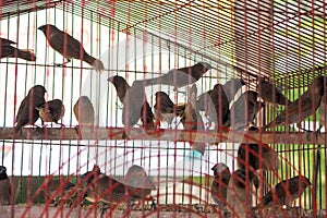 Birds are trapped in a large number of cages.