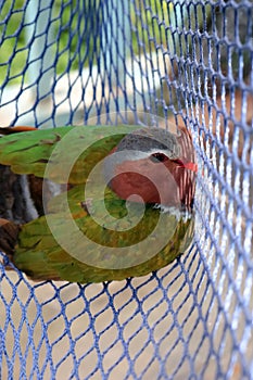 The birds trapped in the nets, Common Emerald Dove