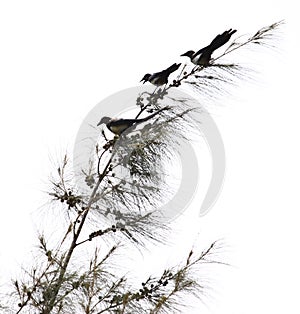 Birds on Tree