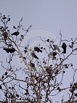 Birds on tree