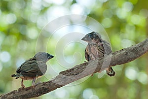 Birds on tree