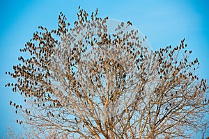 Birds on tree. Blue sky background.