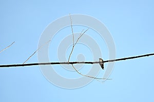 Birds on the tree branch