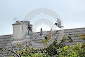 Birds on a tree branch in the spring