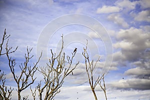 Birds on tree branches