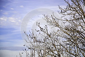Birds on tree branches
